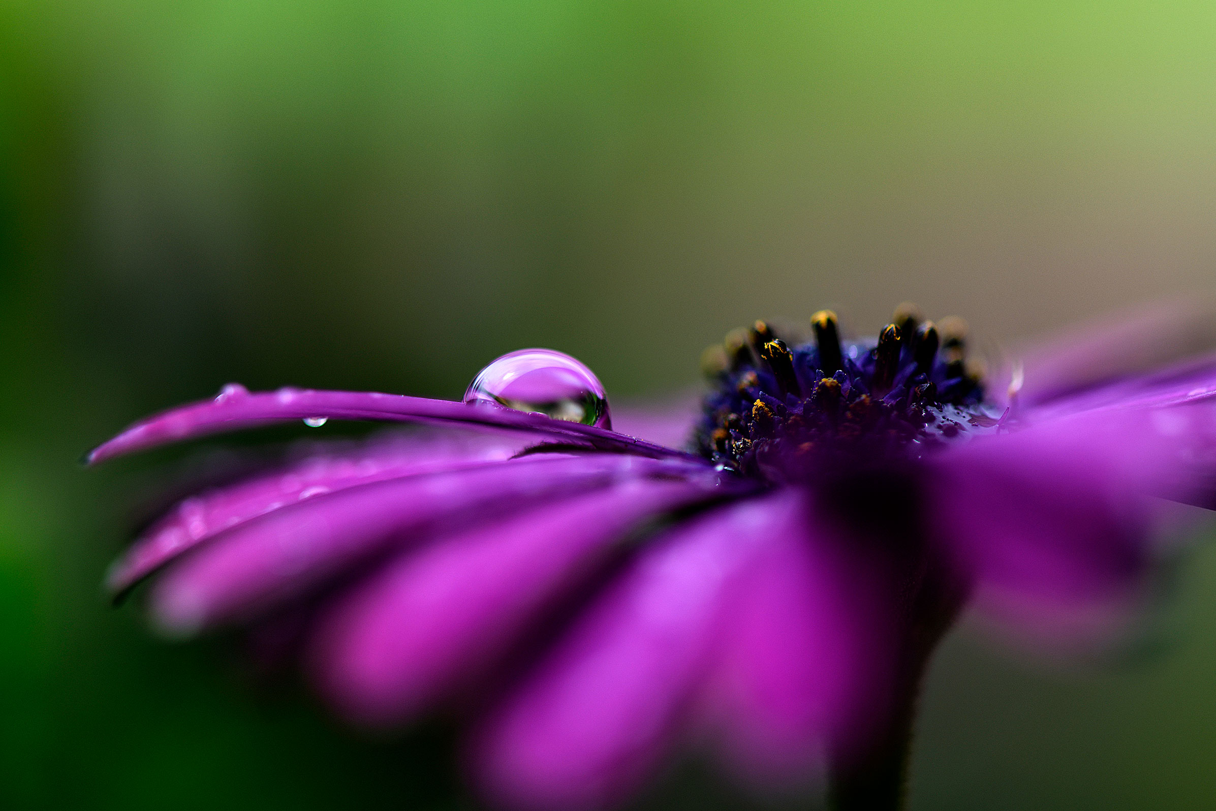 Petali viola di un fiore in primissimo piano con goccia d'acqua che riflette i colori